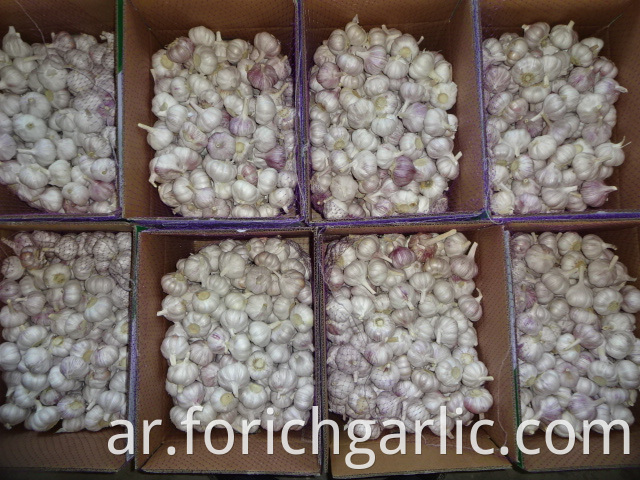 Crop 2019 Of Normal Garlic